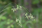 Nodding fescue